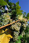 Close-Up of Grapes Austria
