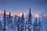 Arbres en hiver Pine Pass, en Colombie-Britannique Canada