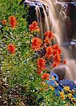 Indian Paintbrush by Waterfall Northern Rockies British Columbia, Canada