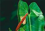 Rainette verte sur feuille forêt pluviale tropicale du Queensland en Australie