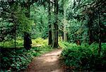 Chemin qui traverse le Parc Provincial de cathédrale Grove, l'île de Vancouver Colombie-Britannique, Canada