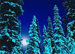 Full Moon and Trees Banff National Park Alberta, Canada