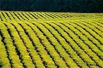 Tea Plantation Near Innisfail, Queensland Australia