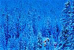 House in Forest, Lake Louise Banff National Park Alberta, Canada