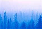 Coniferous Forest in Fog Near Prince George British Columbia, Canada