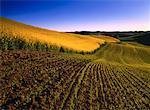 Champ de canola et printemps orge Palouse Hills Washington, Etats-Unis