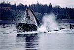 Buckelwale Wale kooperative Fütterung Frederick Sound, Alaska, USA