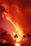Silhouette of Palm Trees at Sunset, Oahu, Hawaii, USA
