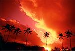 Silhouette of Palm Trees at Sunset Oahu, Hawaii, USA