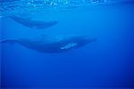 Vue sous-marine de baleine à bosse et veau près des îles Socorro, Mexique
