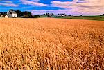 Wheat Field, Orwell Cove Prince Edward Island, Canada