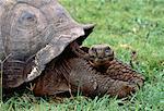 Portrait de la tortue géante aux îles Galapagos, Equateur