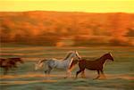 Horses in Field in Autumn Marmora, Ontario, Canada