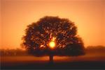 Silhouette der Baum bei Sonnenuntergang Wakulla County, Florida, USA