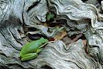 Green Tree Frog on Log