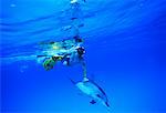 Unterwasser Gefleckte Delphine und männlichen Diver wenig Bahama Banks, Bahamas