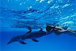 Underwater View of Spotted Dolphins and Diver Little Bahama Banks, Bahamas