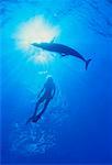 Underwater View of Spotted Dolphins and Diver Little Bahama Banks, Bahamas