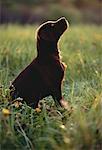 Labrador Retriever Puppy Sitting In Field