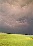 Passing Storm and Field Near Sherwood Park, Alberta Canada