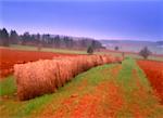 Près de la vallée agréable Prince Edward Island, Canada