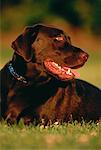 Labrador Retriever im Feld liegend