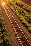 Train Tracks at Sunset