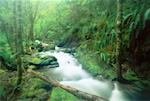 Stream Through Forest Willamette National Forest Oregon, USA