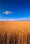 Wheat Field Southern Alberta, Canada