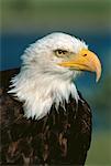 Portrait of Bald Eagle Alberta, Canada