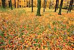 Autumn Leaves de coeur en forme des Asters et des érables à sucre, parc de la Gatineau, Québec, Canada