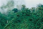 Cloud Forest Andes montagnes Province de Napo, Equateur