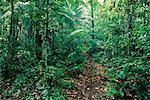 Tropical Rainforest Amazon Basin, Napo Province Ecuador