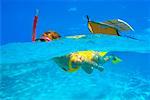 Woman Snorkelling Maldive Islands, Indian Ocean