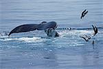 Humpback Whale's Tail Provincetown, Cape Cod Massachusetts, USA