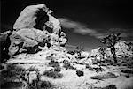 Femme fonctionnement Joshua Tree, Californie, USA