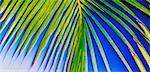 Close-Up of Palm Frond Maldive Islands Indian Ocean