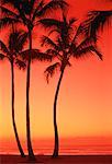 Silhouette de palmiers au coucher du soleil Waimea Bay, Oahu, Hawaii, USA