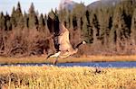 Canada Goose Bow Valley Alberta, Canada