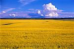 Champ de canola près de Pincher Creek (Alberta), Canada