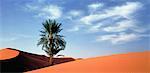 Arbre de grandes Dunes de sable Maroc