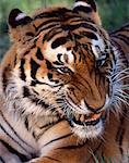 Porträt von Knurren Sibirischer Tiger
