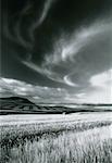 Cirrus Clouds over Grain Fields Near Pincher Creek, Alberta Canada