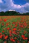 Poppy Field Salzberg, Austria