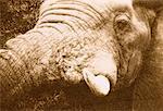 Gros plan d'éléphant Sabi Sands Game préserver l'Afrique du Sud