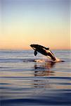 Orque percée Juan de Fuca Strait en Colombie-Britannique, Canada