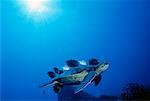 Vue sous l'eau des poissons de récif nettoyage Green Sea Turtle Island d'Hawaii, Etats-Unis