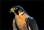 Gros plan de Peregrine Falcon (Alberta), Canada