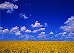 Canola Field and Sky Alberta, Canada