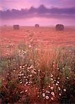 Bales of Hay and Cow Parsnip at Dawn Near Amherst, Nova Scotia, Canada